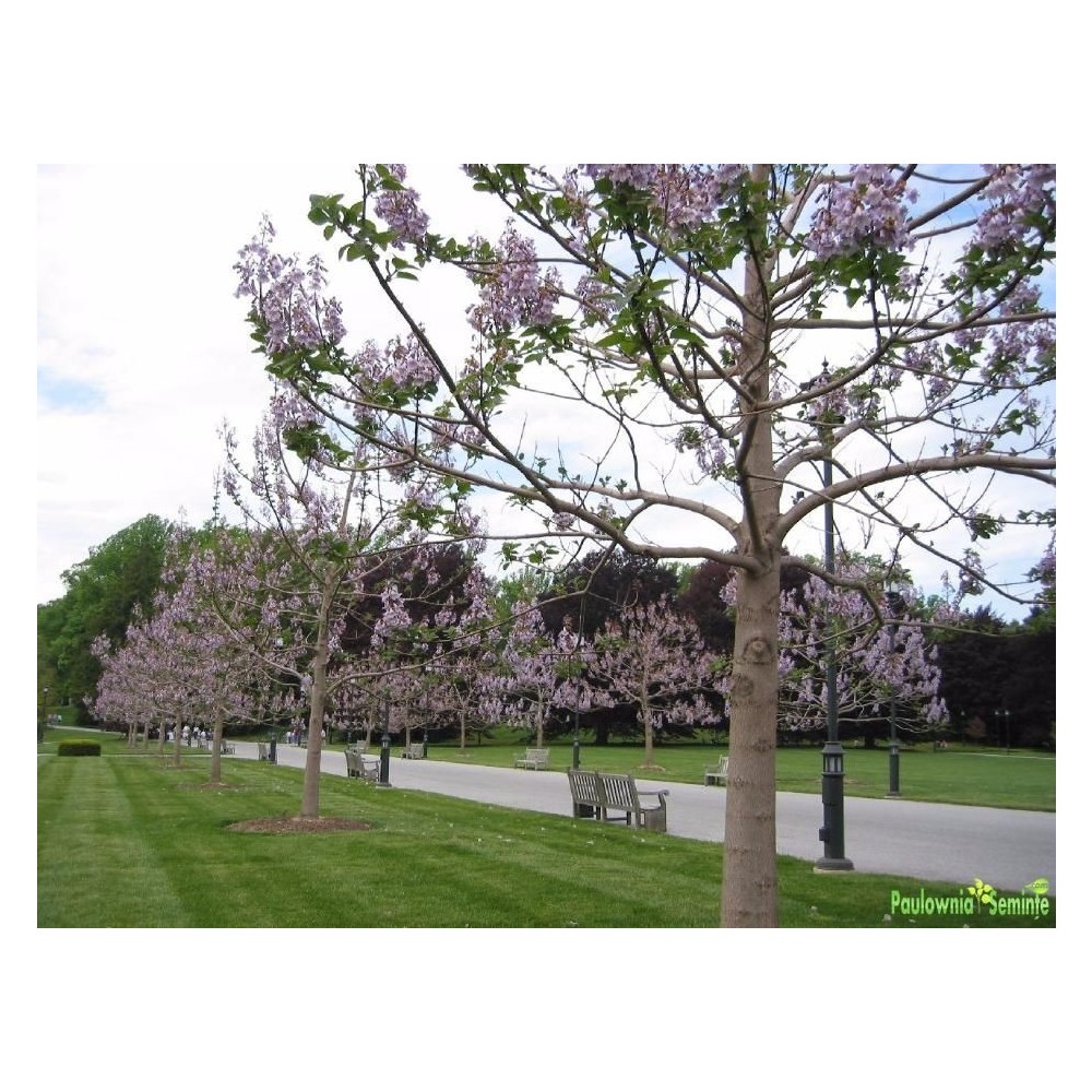 Seminte Paulownia Shantong Elongata Tomentosa Goji Lavanda
