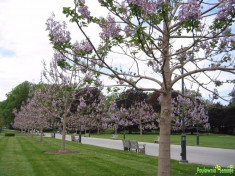 Seminte Paulownia Shantong, Elongata, Tomentosa, Goji, Lavanda, Mimosa foto