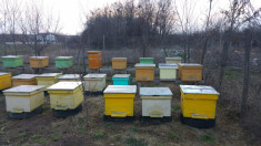 Vand 20 familii de albine foto