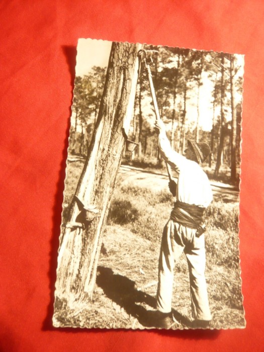 Ilustrata - Culegator de rasina in Lande - Franta , circ. anii &#039;50