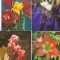 bnk cp Romania - Flori - lot 20 carti postale necirculate