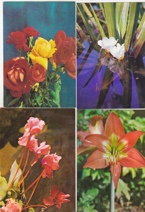 bnk cp Romania - Flori - lot 20 carti postale necirculate