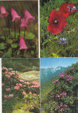 Bnk cp Romania - Flori - lot 20 carti postale necirculate