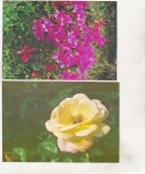 bnk cp Romania - Flori - lot 10 carti postale necirculate
