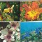 bnk cp Romania - Flori - lot 20 carti postale necirculate