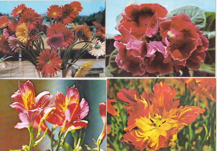 bnk cp Romania - Flori - lot 20 carti postale necirculate