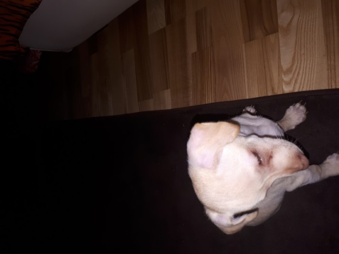 Pui chihuahua foto mare Pui chihuahua foto mare