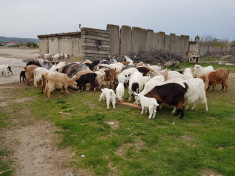 52 de capre cu iezi foto