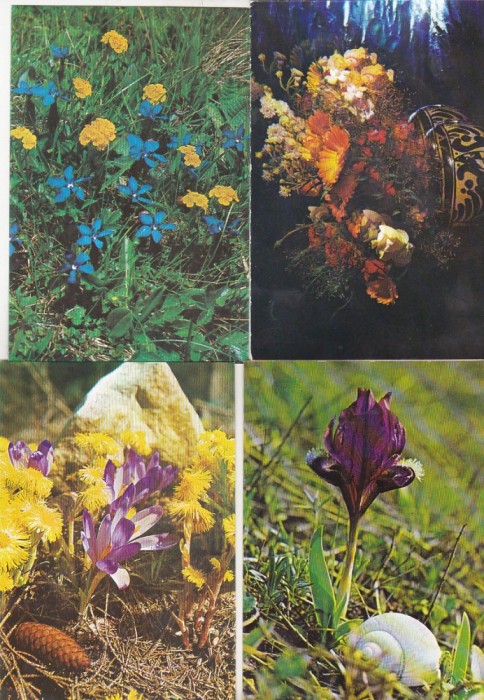 bnk cp Romania - Flori - lot 20 carti postale necirculate