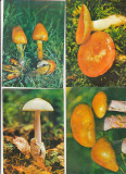 Bnk cp Romania - lot 4 carti postale necirculate - ciuperci