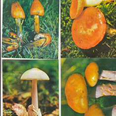 bnk cp Romania - lot 4 carti postale necirculate - ciuperci
