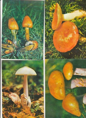 bnk cp Romania - lot 4 carti postale necirculate - ciuperci foto