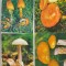 bnk cp Romania - lot 4 carti postale necirculate - ciuperci