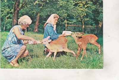 bnk cp Bacau - In parcul dendrologic de la Hemeius - necirculata foto