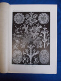 E. HAECKEL - KUNSTFORMEN DER NATUR , TAFEL 83 - CLADONIA ( LITOGRAFIE ) ~ 1904