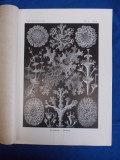 Haeckel Kunstformen der Natur, Tafel 83 Cladonia (Litografie 1904), Biologie, Ernst Haeckel, Colectie