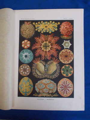 E. HAECKEL - KUNSTFORMEN DER NATUR , TAFEL 85 - CYNTHIA ( LITOGRAFIE ) ~ 1904 foto