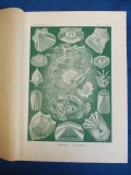 E. HAECKEL - KUNSTFORMEN DER NATUR , TAFEL 87 - PEGASUS ( LITOGRAFIE ) ~ 1904