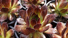 Sempervivum foto