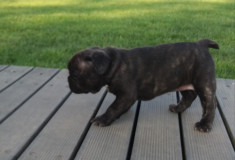 Vand bulldog francez foto