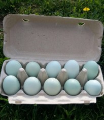 Oua de gaini ameraucana-oua verzi,fara colesterol foto
