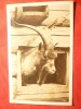 Ilustrata -Fauna - Gradina Zoologica din Zurich - Tap- interbelica, Necirculata, Printata