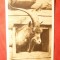 Ilustrata -Fauna - Gradina Zoologica din Zurich - Tap- interbelica