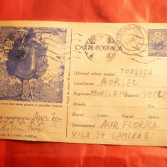 Carte Postala Ilustrata - Fauna- Dropie cod 66/1963 -31 000 ex- f. rara
