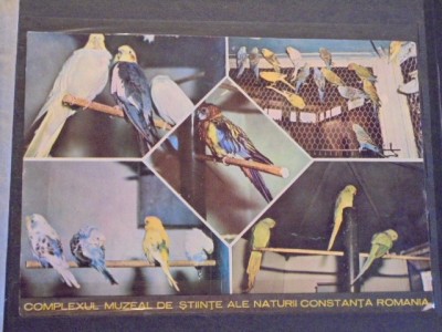 CONSTANTA,COMPLEXUL MUZEAL DE STIINTE ALE NATURII- PAPAGALI-NECIRCULATA,22/15cm foto
