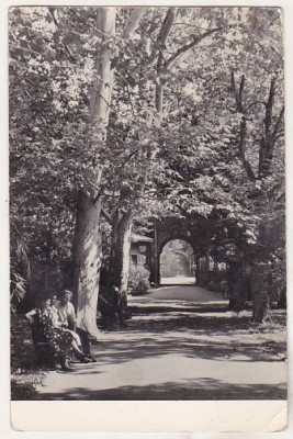 bnk cp Buzias - Vedere din parc - circulata foto
