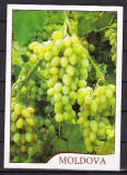 ROMANIA - VITICULTURA. STRUGURI MUSCAT TIMPURIU. ILUSTRATA NECIRCULATA, FD32, Fotografie