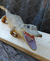Crocodil pui impaiat decor foto
