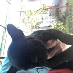 Cauti Vand Pui De Bulldog Francezrasa Pura La Pret Bun Vezi Oferta