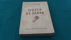 SFECLA DE ZAHAR/ DR. GHEORGHE OLTEANU/ 1954 foto