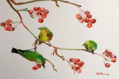 Pictura in acuarela - coacaze rosii si pasari verzi