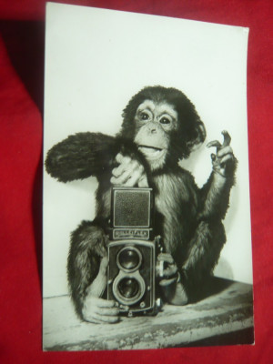 Ilustrata - Maimuta cu Aparat Foto Rolleiflex foto