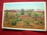 Ilustrata cu specii de Cactusi din S-V -SUA