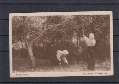 CULESUL MERELOR EDITURA CARTEA ROMANEASCA BUCURESTI foto