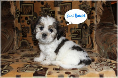 Bichon Havanese foto