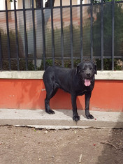 Vand cane corso foto