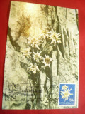 Maxima Ocrotirea Naturii - Floare de Colt -Muzeul Stiintele Naturii Ploiesti