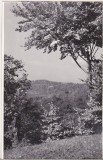 Bnk foto - Langa Melicesti - Prahova - 1964, Alb-Negru, Romania de la 1950, Natura