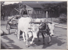 bnk foto - Car cu boi pe Valea Doftanei - 1964 foto