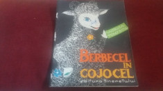 VIORICA TOMESCU - BERBECEL IN COJOCEL foto