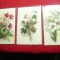 Set 3 Ilustrate - Flori inc.sec.XX Italia litografii dupa Stampe Acuarele