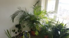 Palmier Areca - 200 cm inaltime (pt. casa, apartament, job, firme,etc) foto