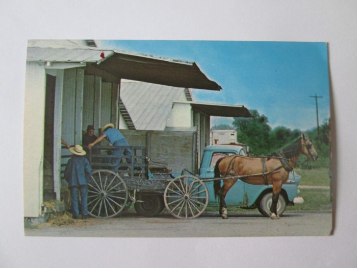 Carte postala necirculata cu barbati Amish descarcand animale in anii 70