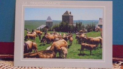 FRANTA - PE 20 MAI PE MUNTELE D&amp;#039;&amp;#039; AUBRAC SE SARBATORESTE TRANSHUMANTA - foto