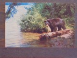 S.U.A. - BLACK BEAR - PARCUL NATIONAL ELDRED, N. Y. -CIRCULATA, TIMBRATA .