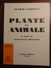 Plante si animale - Ilarie Voronca. Desene C. Brancusi (facsimil 1929) foto